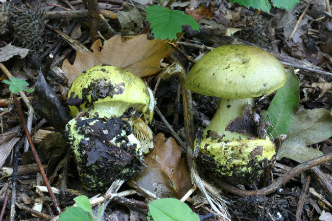 Quiz:odore simile a ci� che gli arabi chiamano ZAHARA